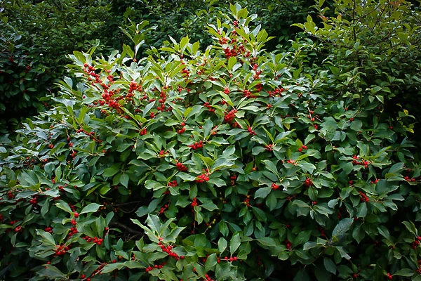 Winterberry Holly - Image 3