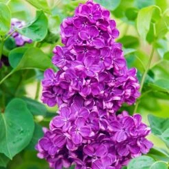 Yankee Doodle Lilac