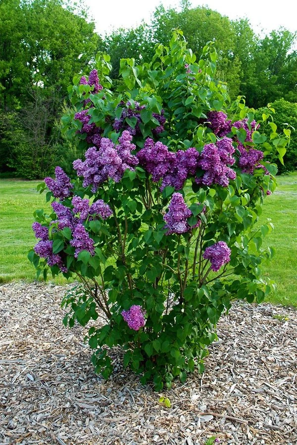 Yankee Doodle Lilac - Image 2
